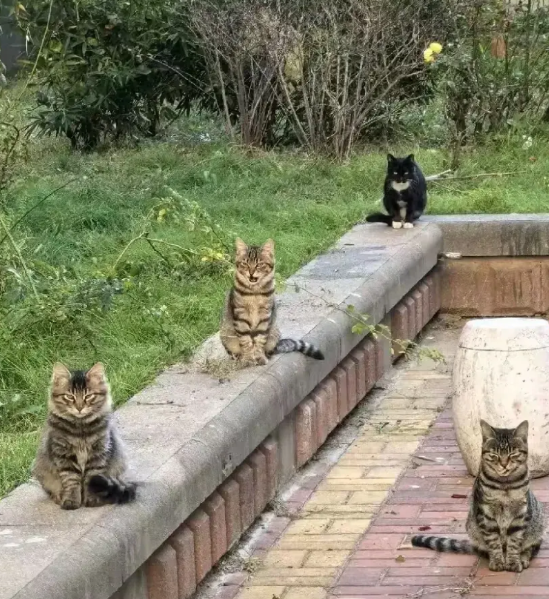 我有一种预感，三亚以后流浪猫会变多了
不是因为丢猫的人少了，也不是相关部门不管理