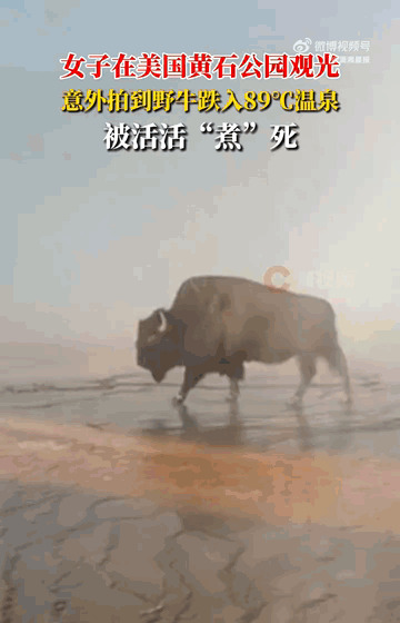 野牛温泉丧命，景区安全谁来管











太可怕了！黄石公园竟然成了野