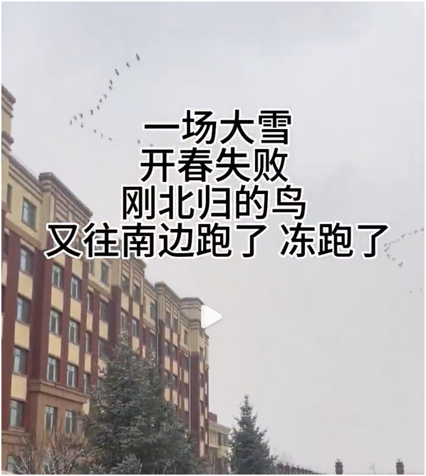 这场降温，把正向北飞的大雁冰傻了，掉头又向南飞了。领头的大雁，会不会被骂死？