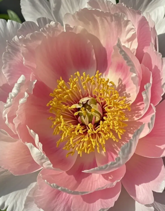 看《长安的荔枝》，李善德为了运荔枝，殚思竭虑，穷尽了所有的才智、精力，就为了让贵