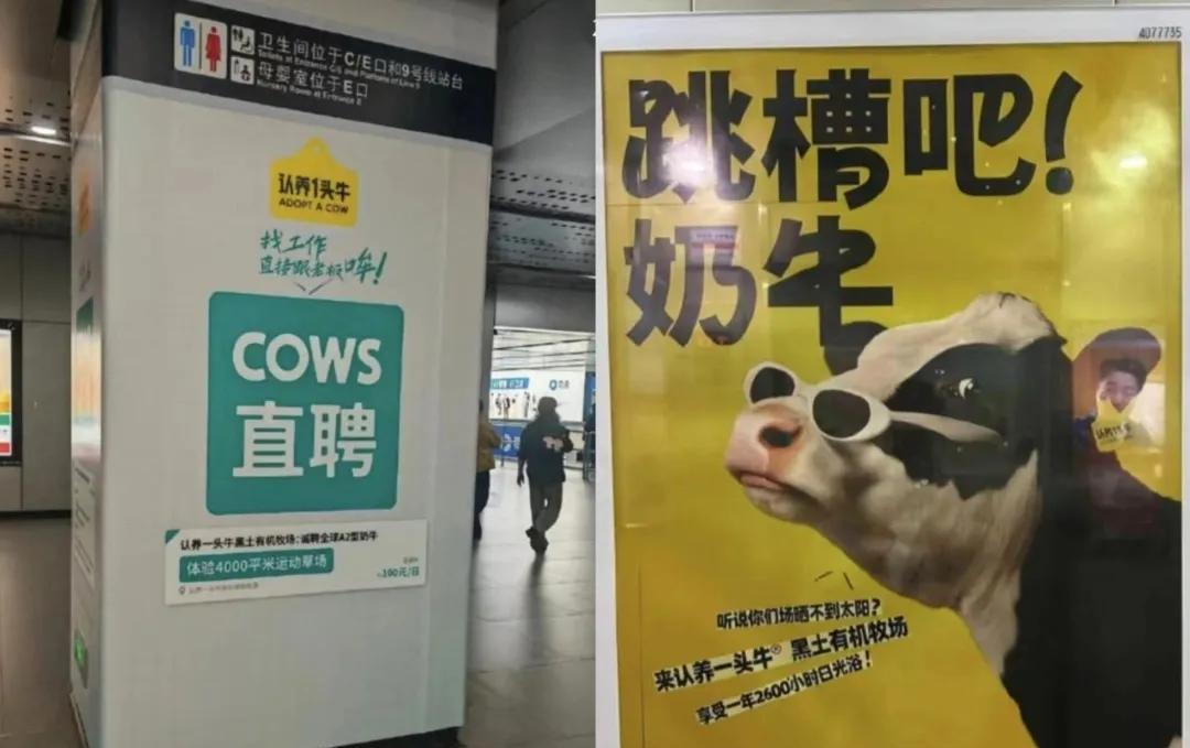 认养一头奶牛广告不会撤，晒不到太阳，场地还没牛场大，好像是事实，
第一个把这个广