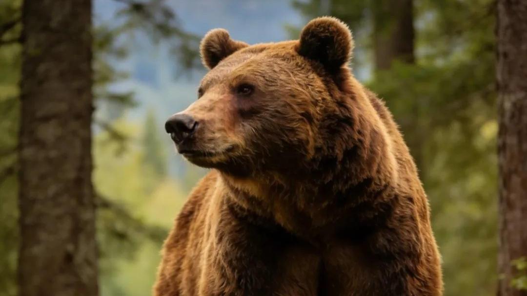 吃过人的动物，为什么基本都逃不过被击毙？5个现实原因