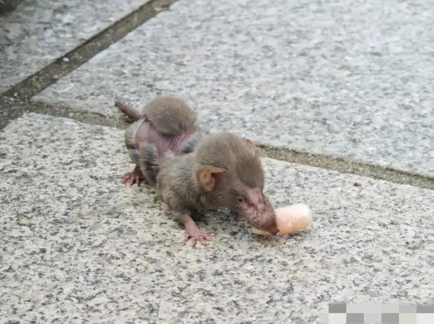 这小玩意老鼠不像老鼠，猴不像猴，怪丑怪丑的，万能的大神们有认识的吗？