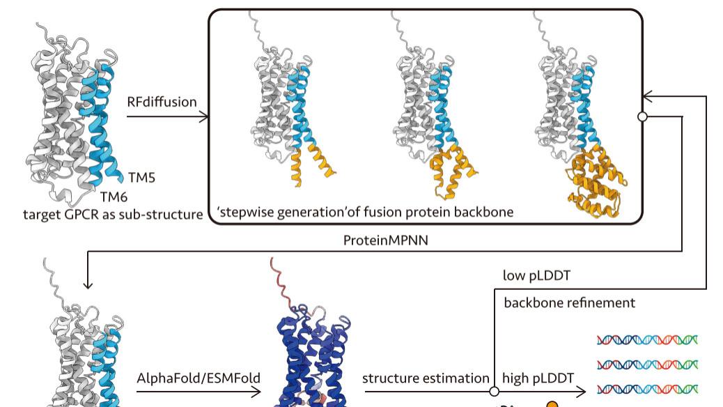 PNAS两连发 | AI设计蛋白‘锁住’GPCR构象！让冷冻电镜结构解析变得更容易！