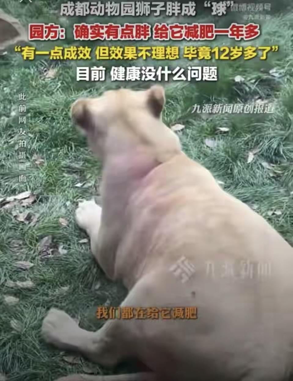 成都动物园的狮子胖成了“球”，园方说给狮子减肥了一年多，效果不理想。
不得不说，