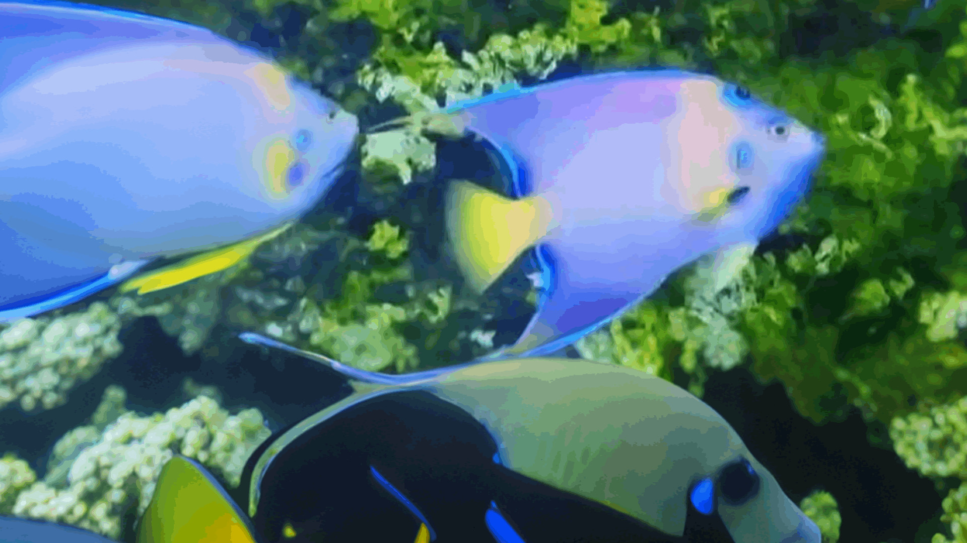 海水神仙鱼人工繁殖在国内取得突破