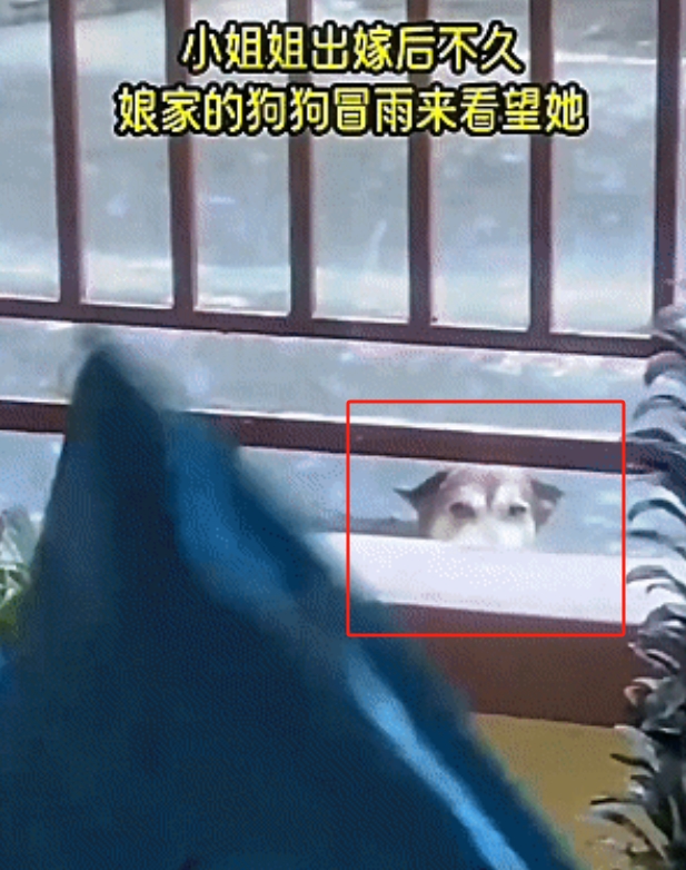 只因太想念远嫁她乡的小主人，狗狗冒雨十多公里去探望。

当来到主人的新家，它犹豫