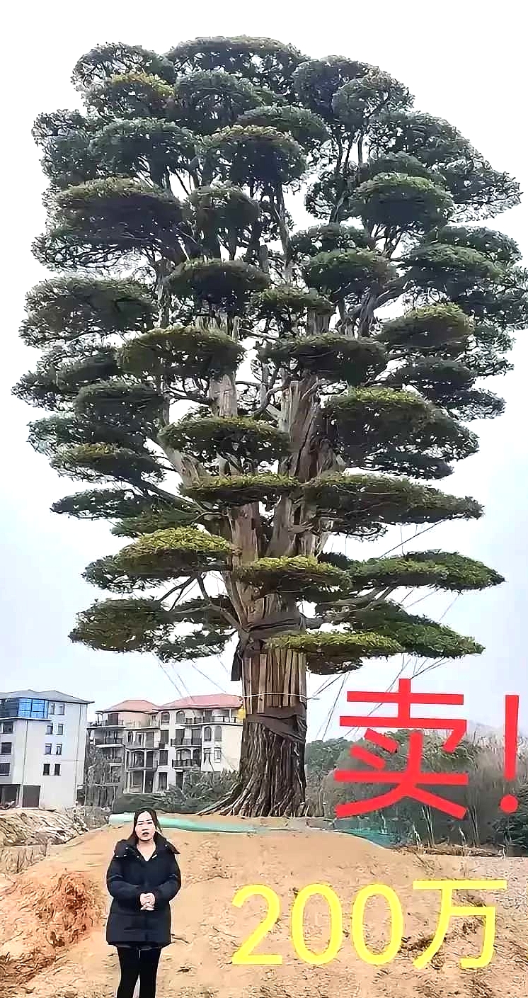 种十年树能卖200万
