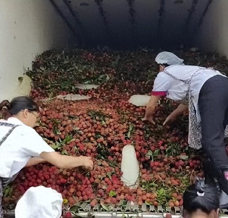 1.1万学生，每人分到半斤荔枝！
这所学校连发3天，就怕孩子吃多上火。
湖南耒阳