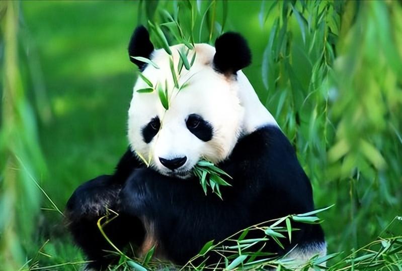 四川曾有老虎，为什么没吃大熊猫？一位65岁的护林员摇摇头说：“80%的人不知道，