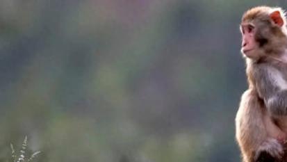 申猴3月26日星座运势解读：机遇与挑战并存的一日