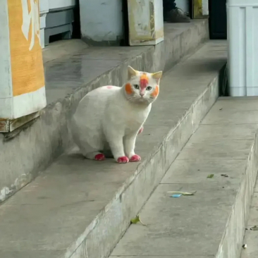 
遇到这样的一只猫，怎么回事？