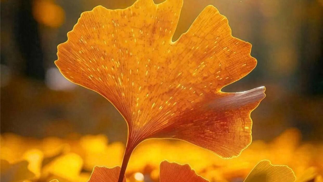 十一月启幕：与秋别离，与冬相拥