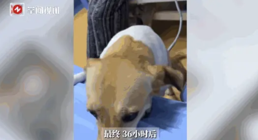 “万物皆有灵！”6月22日，山东，一女子出门遛狗时，不慎出现了车祸意外，救护车赶
