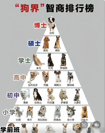 你家狗是什么学历？？？？？？

