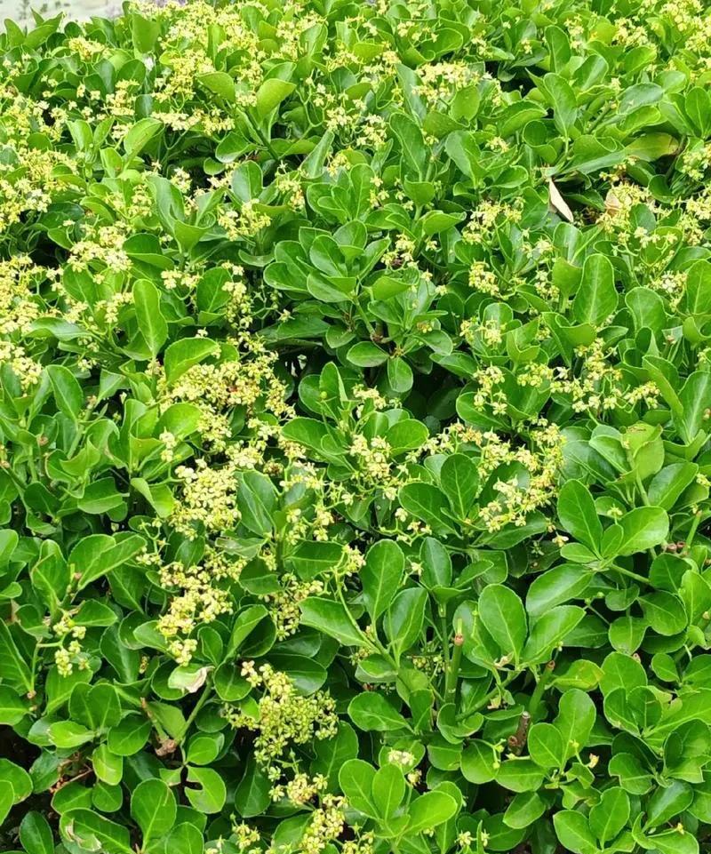 #每日花草随手拍#
春天，百花盛开的季节，
我们小区内的月季花盛开了，红花绿叶，