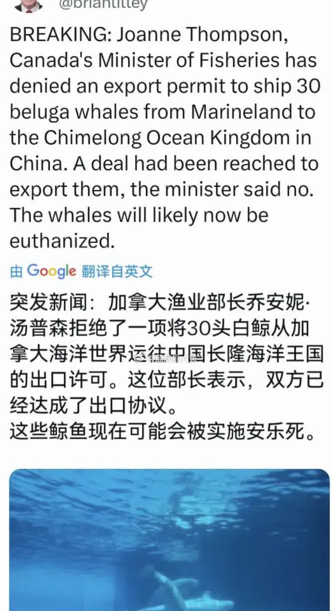 据外媒报道，因资金经费紧张，加拿大安大略省海洋公园运营困难，计划将馆内30头白鲸