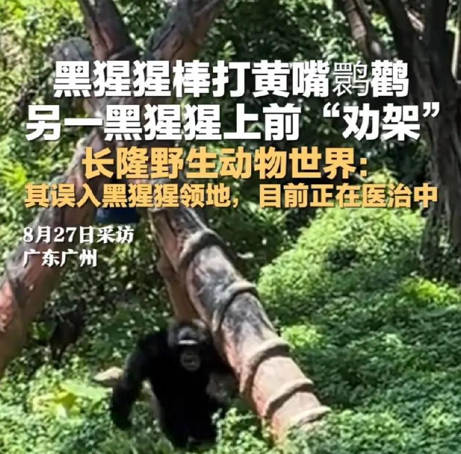 8月27日，广州长隆野生动物世界，一只黄嘴鹮鹳落到水边的灌木丛中。这里是黑猩猩的