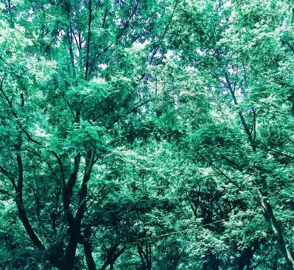 朗逸新锐：空间大、油耗低，却有致命缺点！
朗逸新锐，这款车空间大、油耗低，看似
