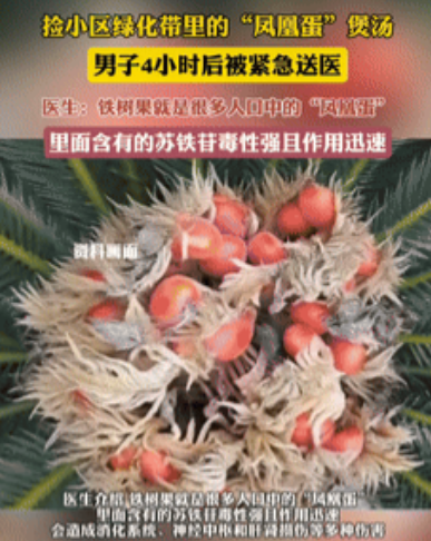 浙江一男子因误食铁树果中毒送医的惊险经历，给所有人敲响了食品安全警钟。据半岛晨报