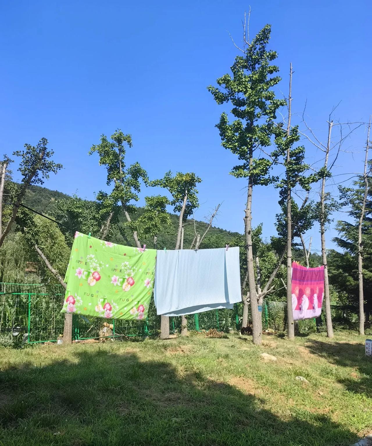 今天晴空万里，老伴又出来晒被子了。
小区外边的路旁（不是主干道，车辆行人很少），
