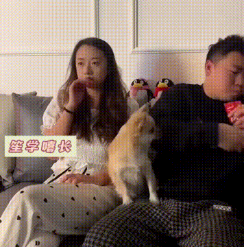 电影才刚刚开始，小情侣顾不上看，留下狗子和衣服原地凌乱！