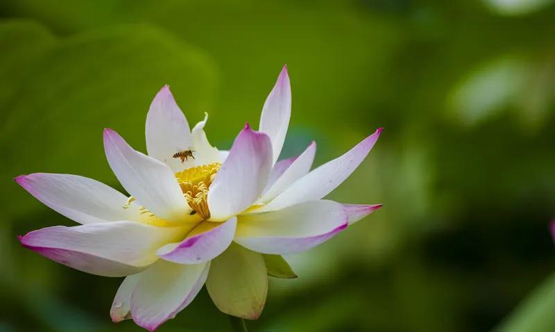十二星座转赞接好运：
白羊：爱情甜蜜，生活美满。
金牛：好运爆棚，事事顺遂。
双