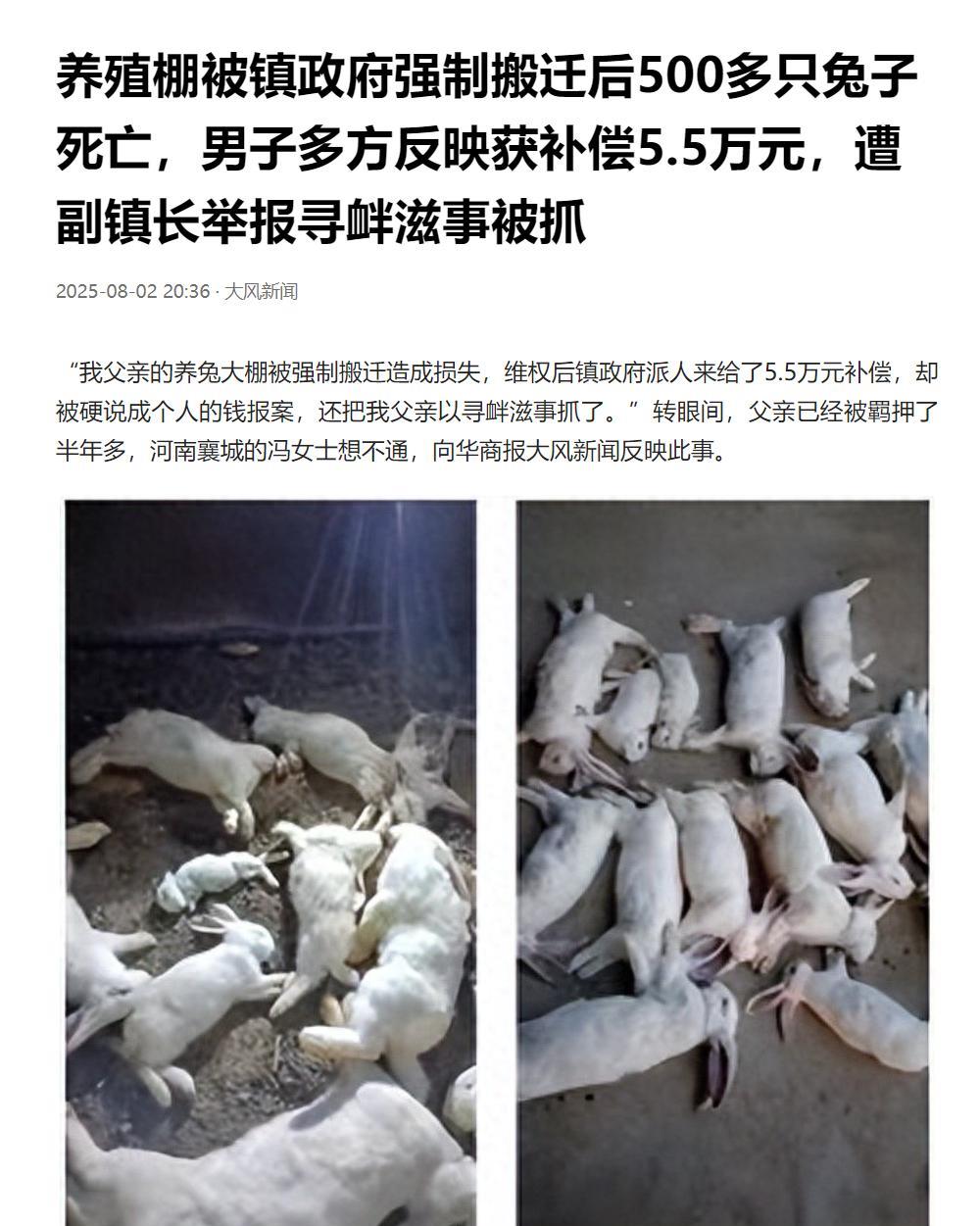 河南许昌，一老农养兔棚突然收到通知限期拆除，500多只兔子因来不及处理，热死在搬