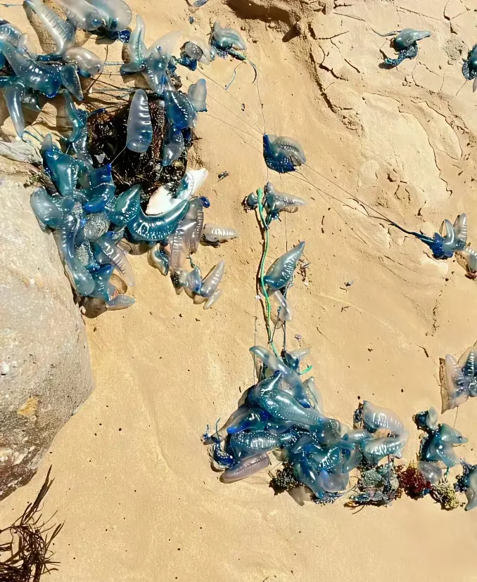 海滩上这个是啥生物了？有认识的吗？
