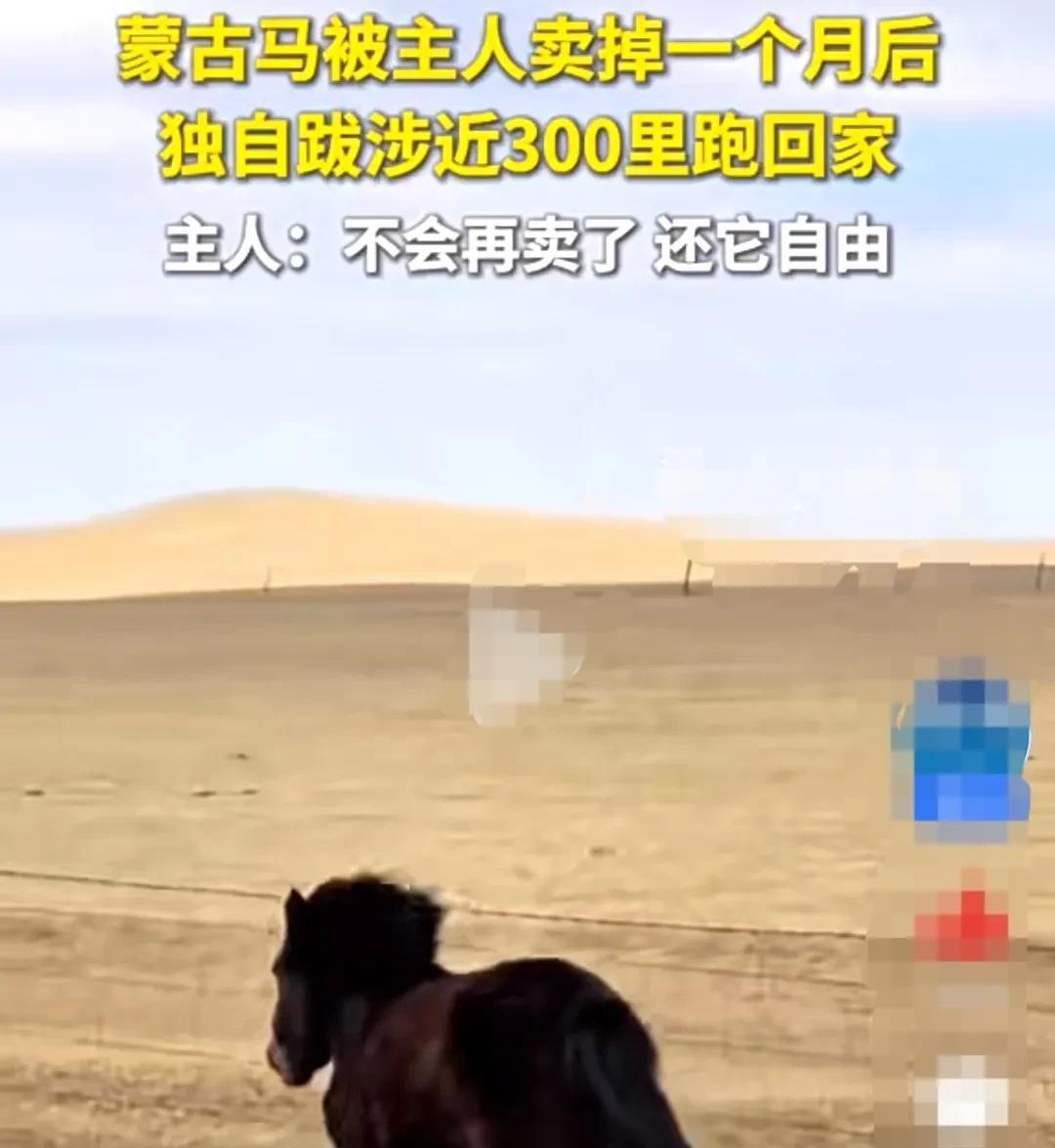 内蒙古，牧民名因为家里有点困难，养马经济效益差，便将自己家的一只小马驹，卖到了离