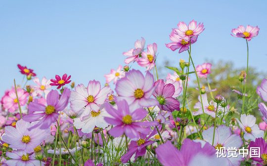 癌症晚期，前夫跪求我原谅杀父之仇后，格桑花开了