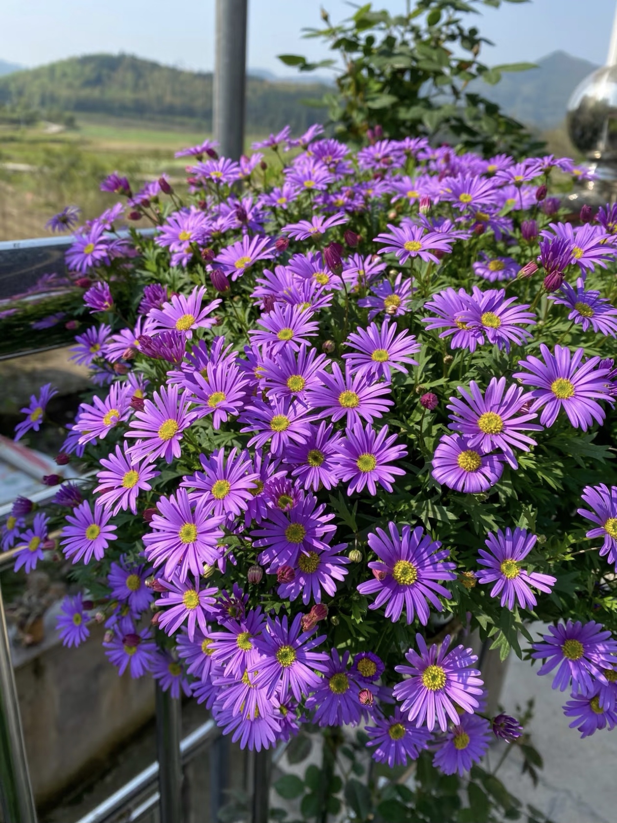 姬小菊：迷你版 “童话小太阳”，开花像铺了一层碎花布