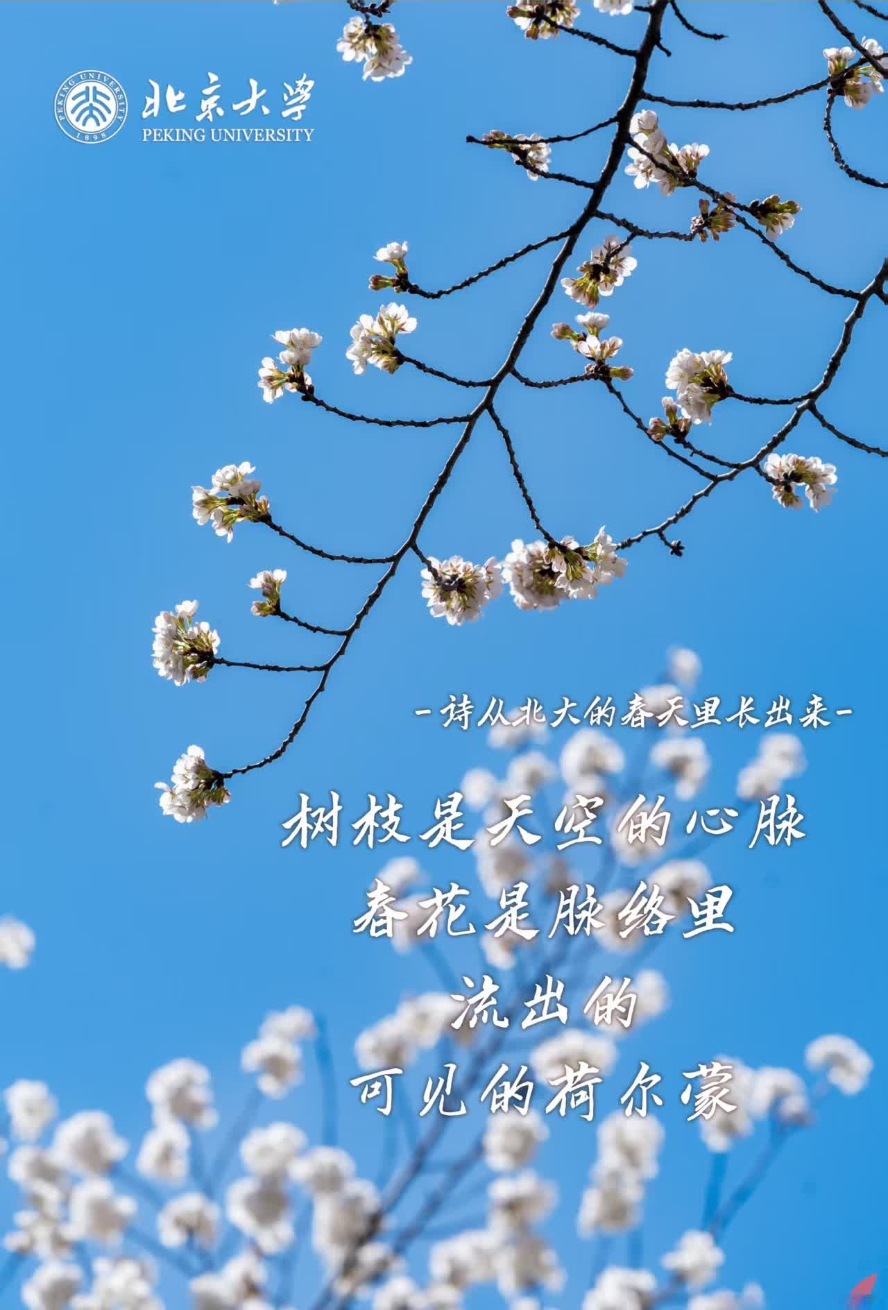 树枝是天空的心脉，春花是脉络里流出的可见的荷尔蒙（摄影：胡晓东）