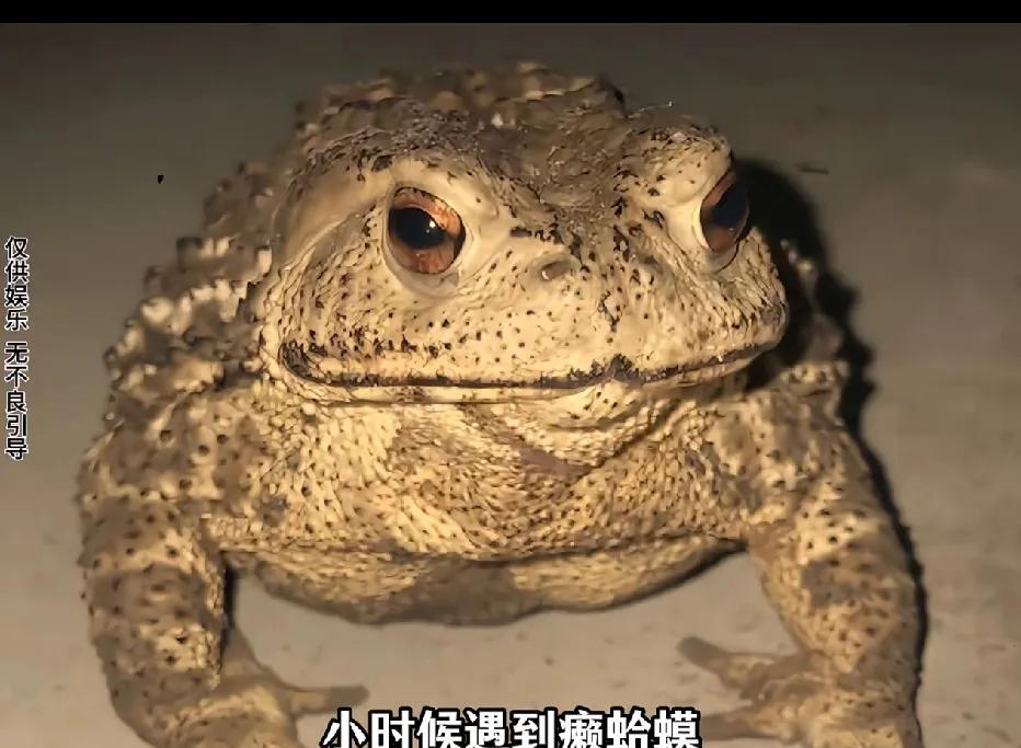 小时候，我只要遇到癞蛤蟆，总爱拿根棍子去捉弄它。直到看了相关科普视频，我才彻底破