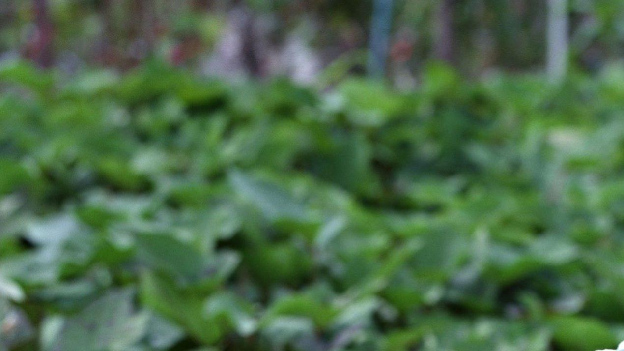 十五天配土改良方案，暗藏玄机，酸性土壤环境，油菜土壤改良技巧 (3)