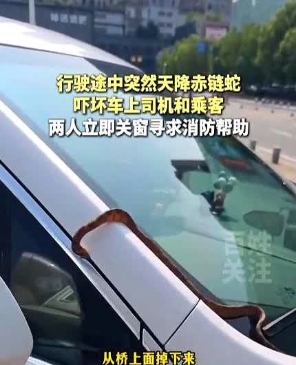 6月22日，湖北宜昌，一男子在开车经过立交桥下时，一条蛇突然从天而降，掉在了车子