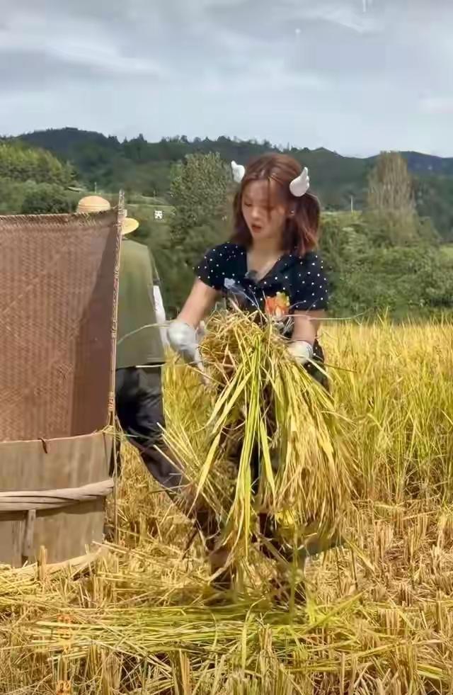 真人秀节目可不可以与时俱进一点？
杨超越打谷子的视频，这两天网上到处都是，看得出