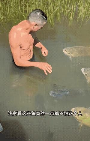 养鱼才是顶流啊。