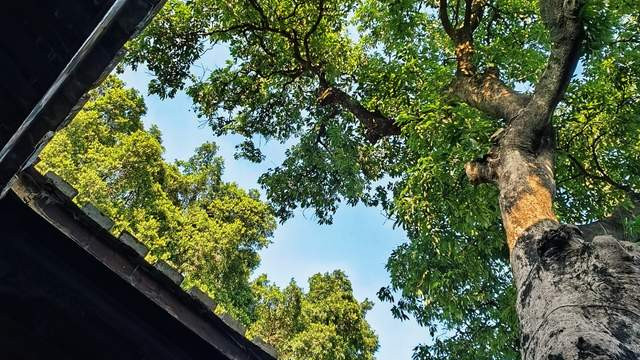 关于合院建筑的发展，你知道多少呢？