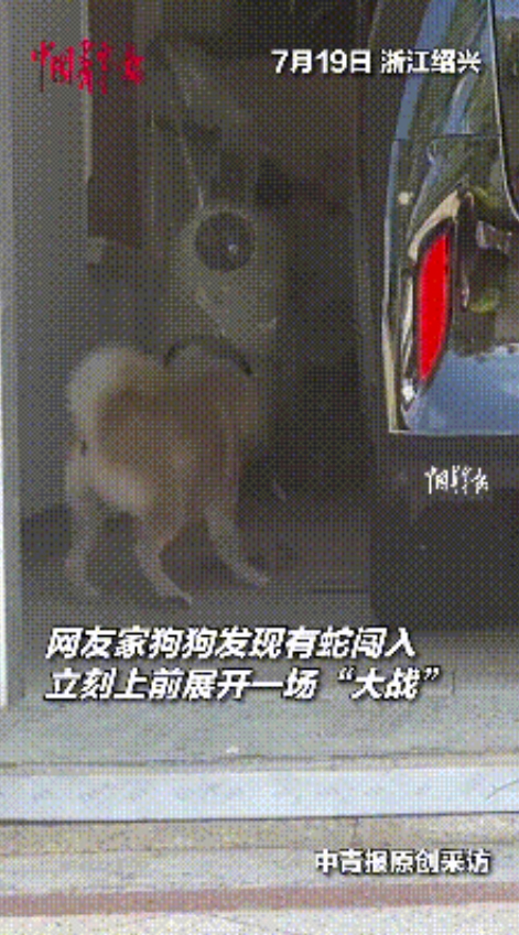 “太有灵性了！”7月19日，浙江绍兴，女子家中溜进一条大蛇，吓得她在一旁不知所措