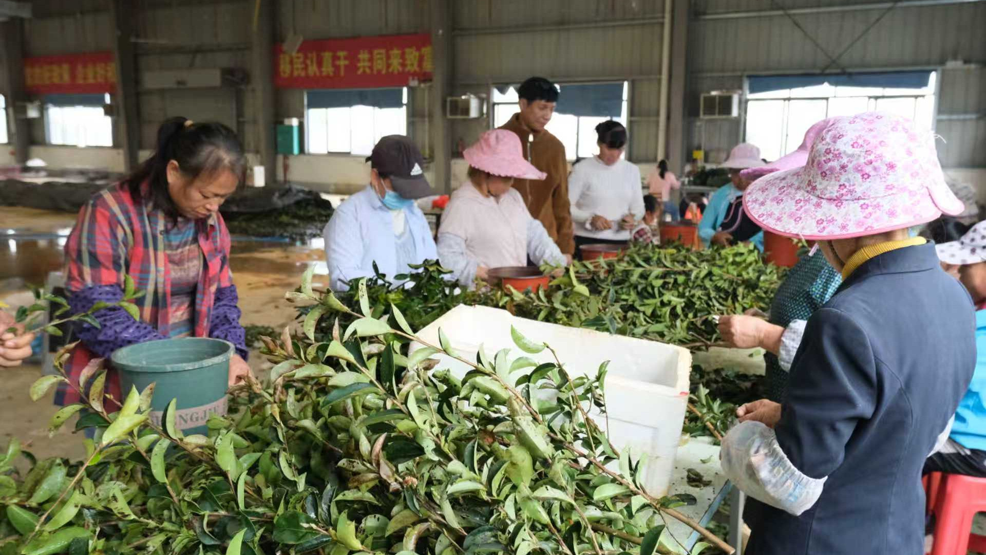 育好油茶苗 带富众乡亲 百色“绿金产业”绘就乡村振兴新图景