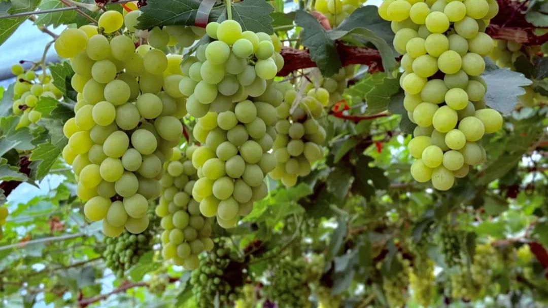 海淀葡萄：时光里的酸甜味道