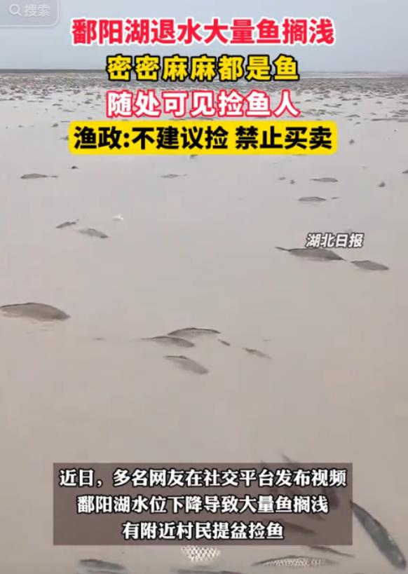“引起重视！”江西，鄱阳湖退水大量鱼搁浅，有附近村民提盆捡鱼！不料，渔政部门发布