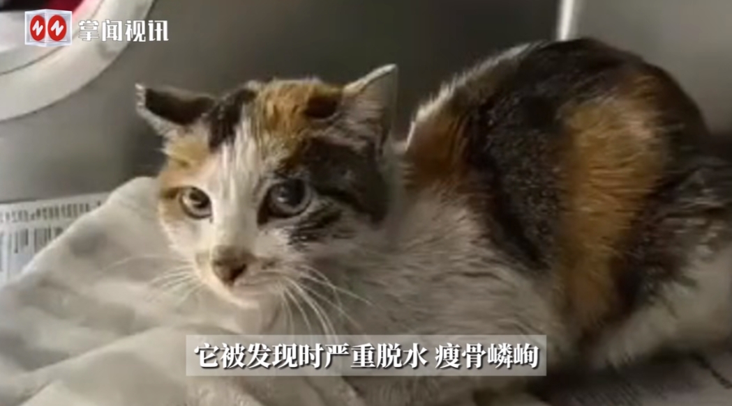奇迹！中国小猫被意外运到美国，无食无水情况下生存三周