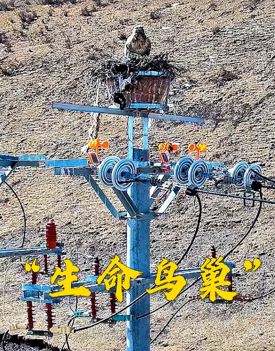 电网铁塔变成小鸟的云端景观房