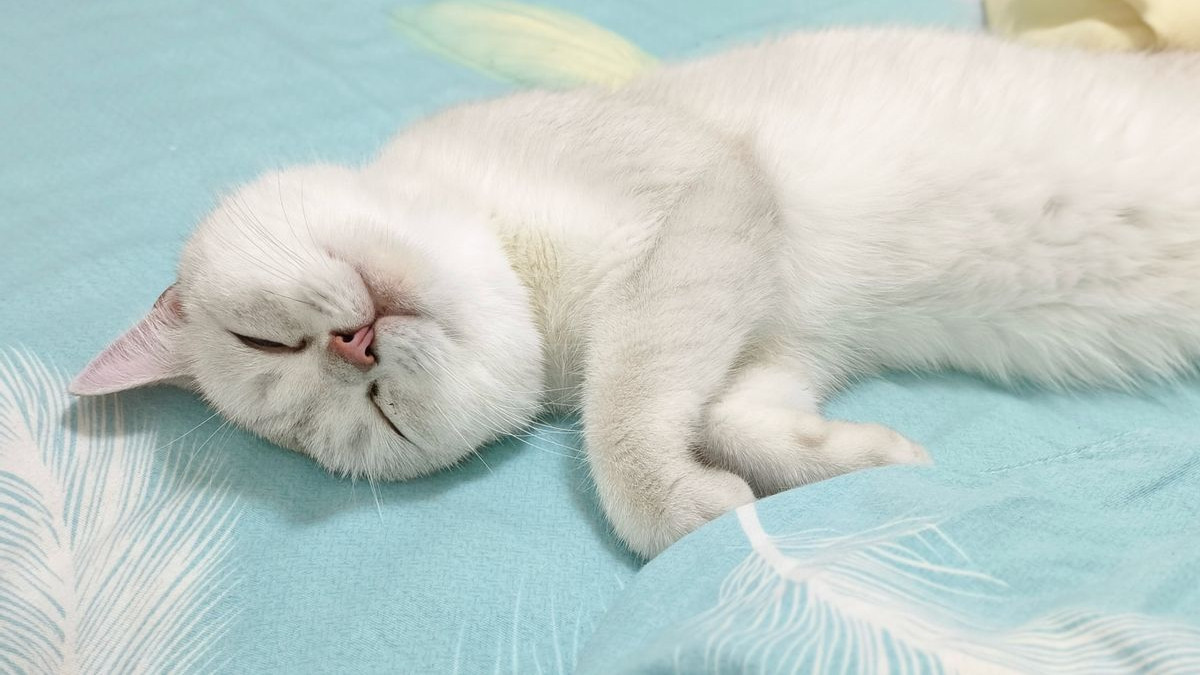 吐血整理：新手养猫猫粮怎么选？最新靠谱猫粮排名汇总推荐