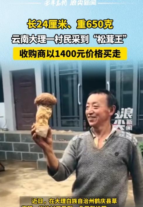 “活久见！”近日，云南大理，一男子采到一颗巨型松茸，长24厘米，重约650克，被