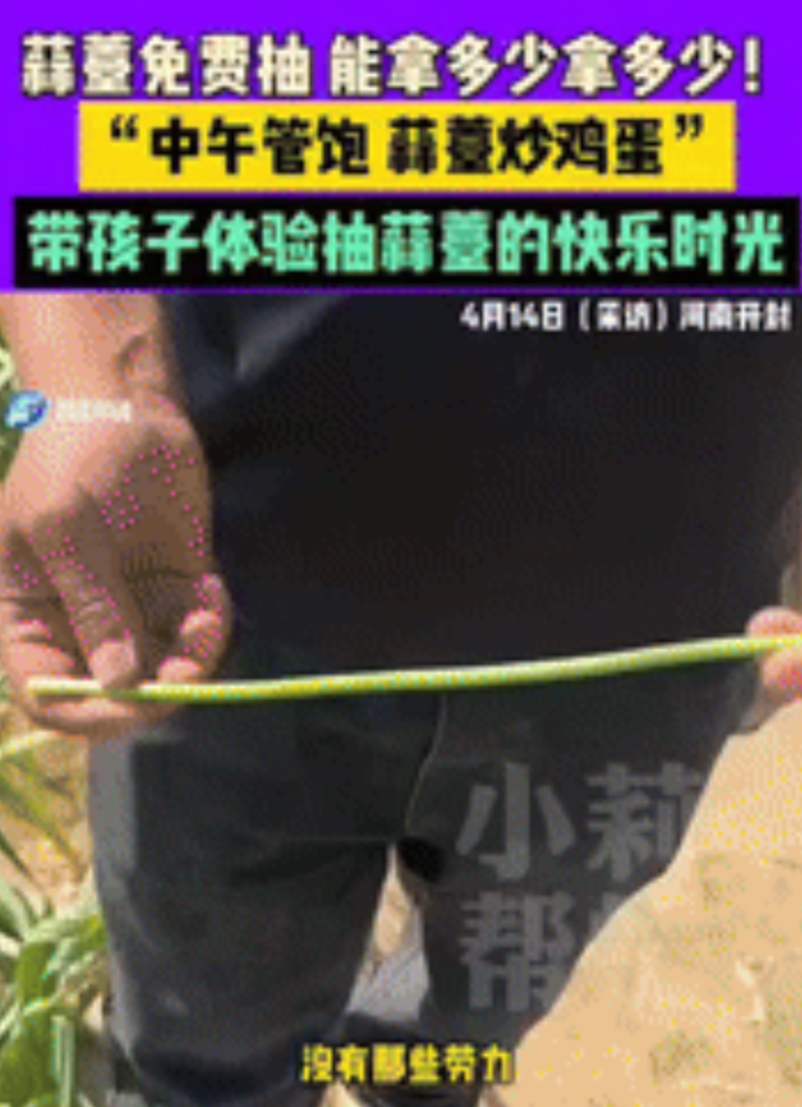 “这是聪明人！”河南开封，一男子种了十多亩大蒜，没想到，大蒜都长蒜薹了，再不及时