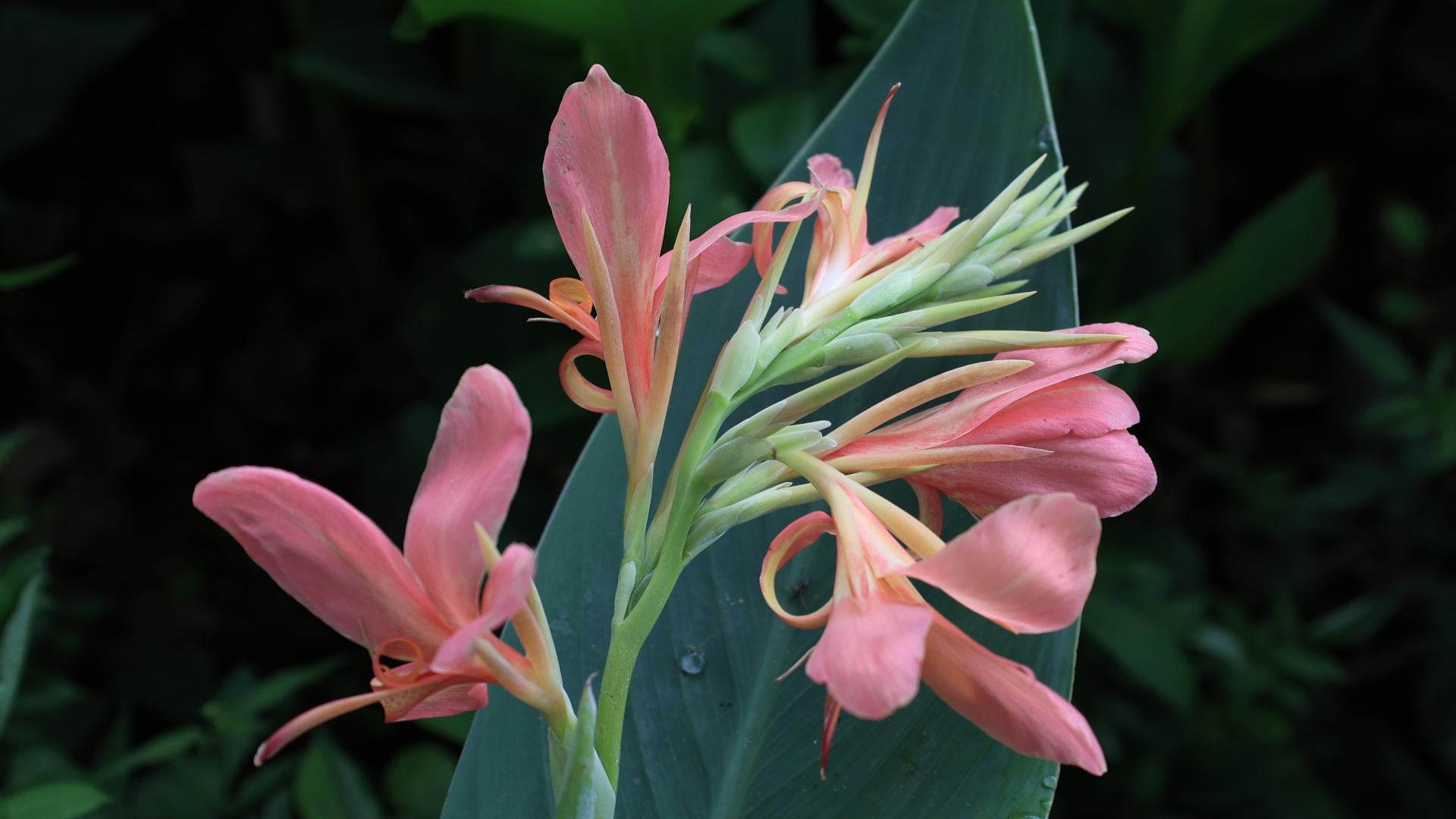 梅州剑英公园，众人为荷而去，我却独揽“美人”归