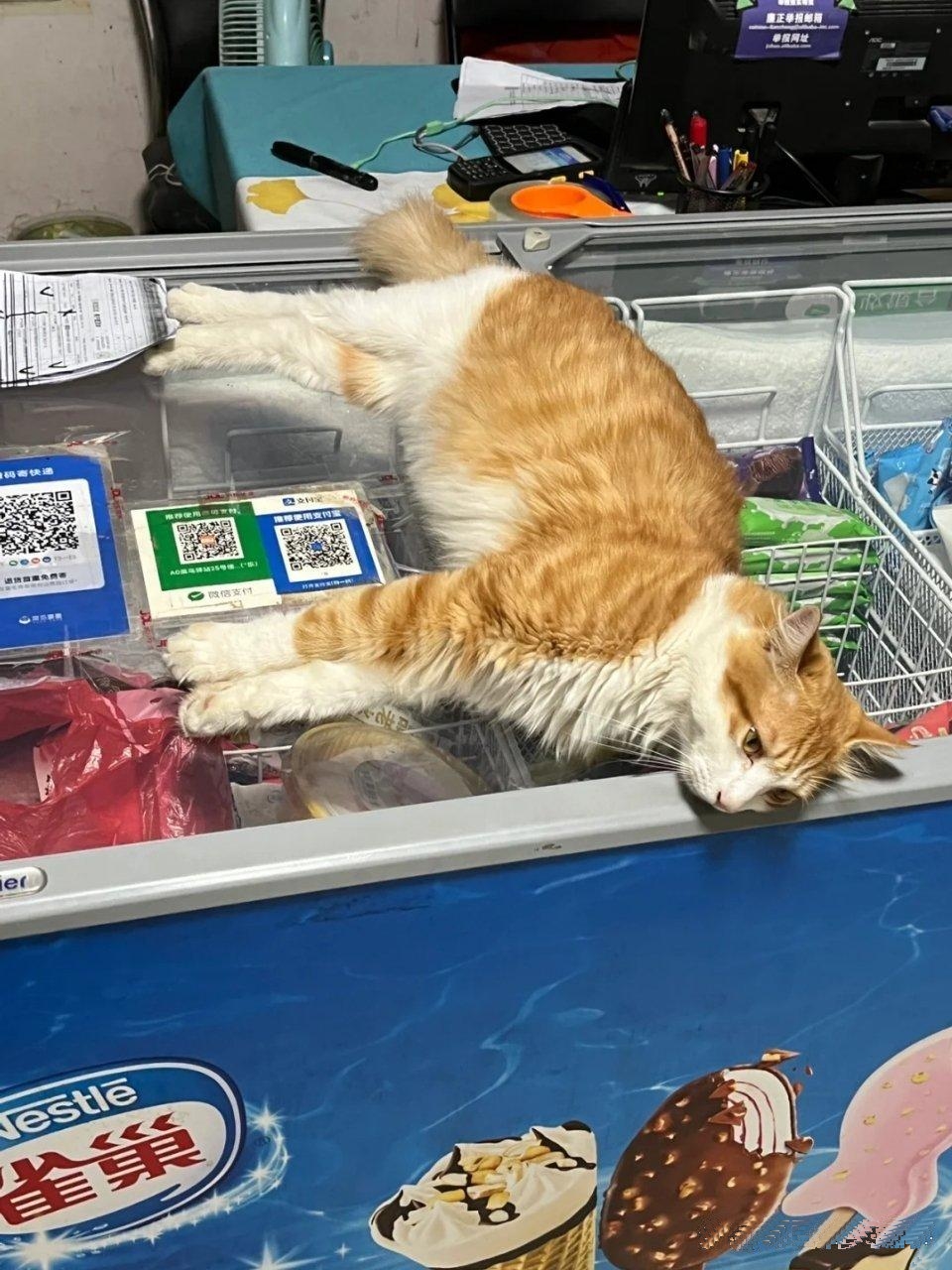 猫：别打扰我，让我凉快一会